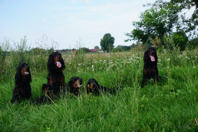 GordonGruppe Gordon Setter