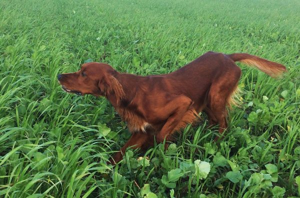 Nilsson Irish Red Setter Nilsson